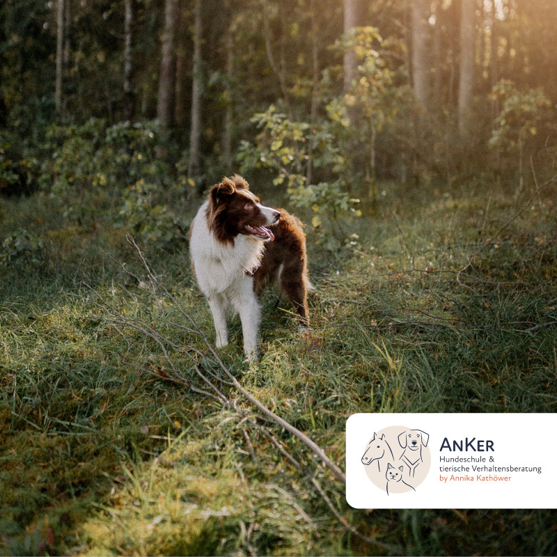Waldspaziergang: Nasenarbeit und Auslastung