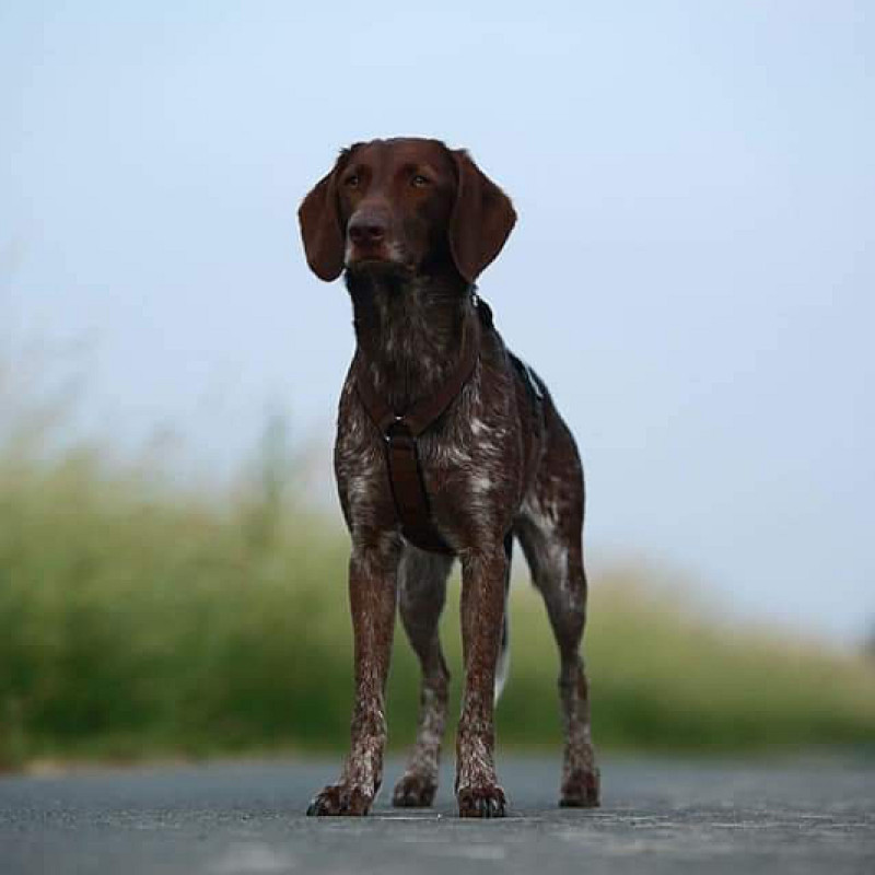 Jagdkontrolltraining