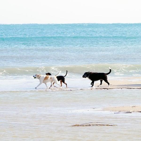 meinGrömitz - Strandspaziergang