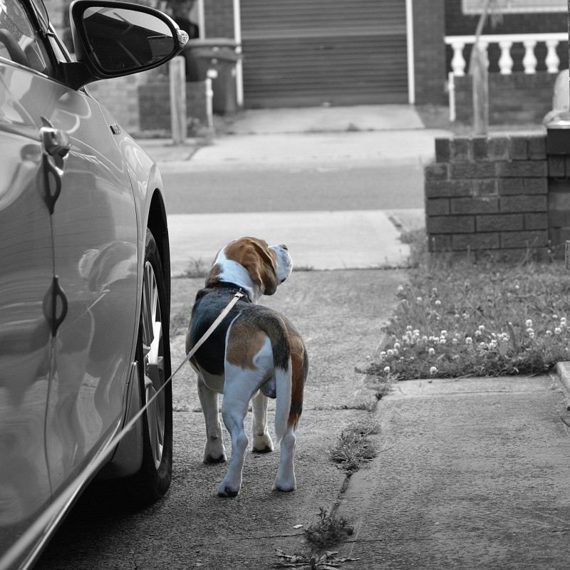 Mantrailing BASIS Workshop Begleitperson 2026