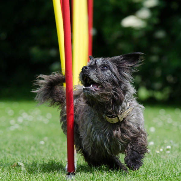 DogsGym Kurs 3 (4) - 16:30
