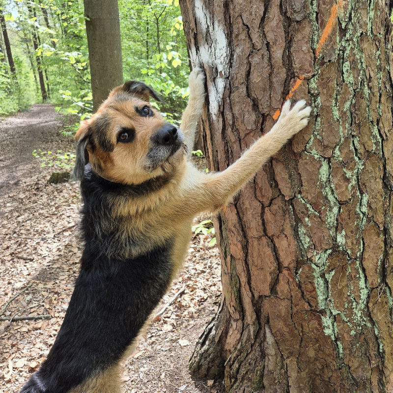 Schnupperkurs Trickdogging