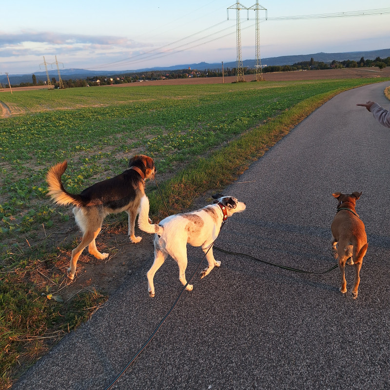 Level2/3 - Social-Walks