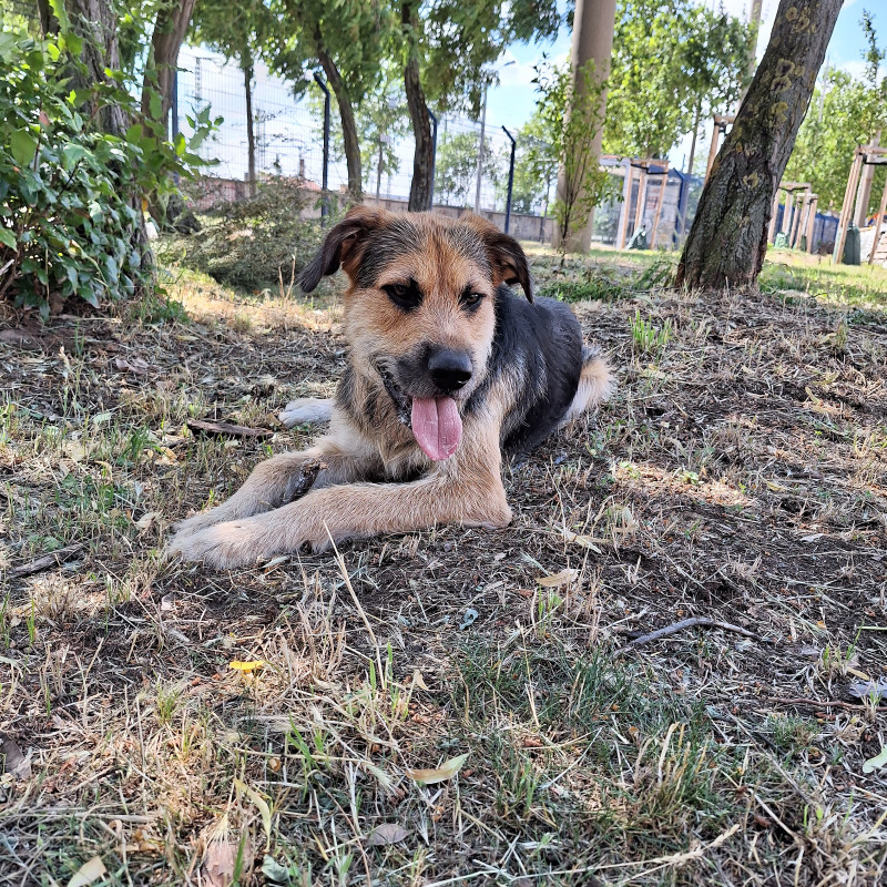 Bin ich bereit für einen Hund? Voraussetzungen & Verantwortung
