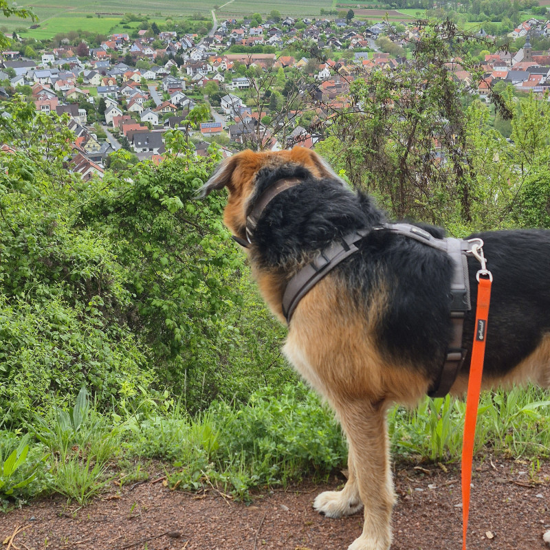 Leinführigkeit Juli/August