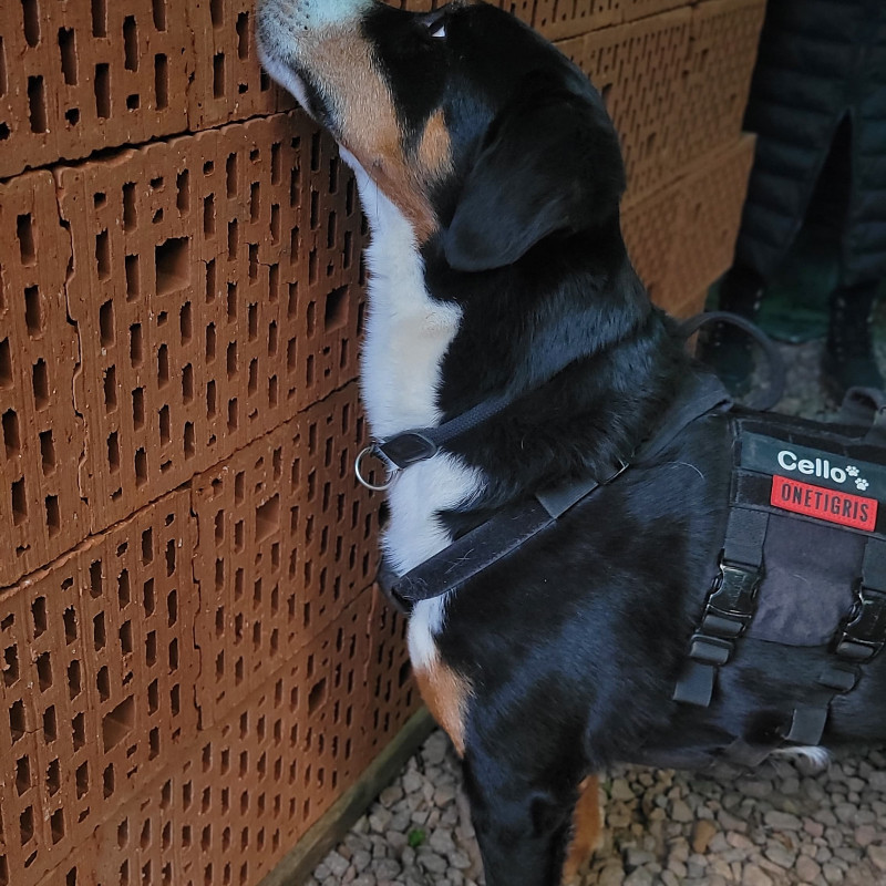 Detection Dog Game Instructor
