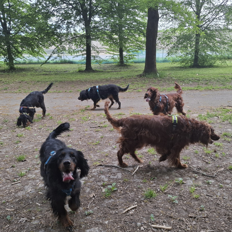 Social Walks