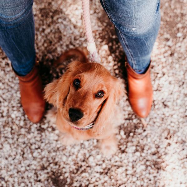 Junghundekurs, Basis 1, 10-11 Uhr