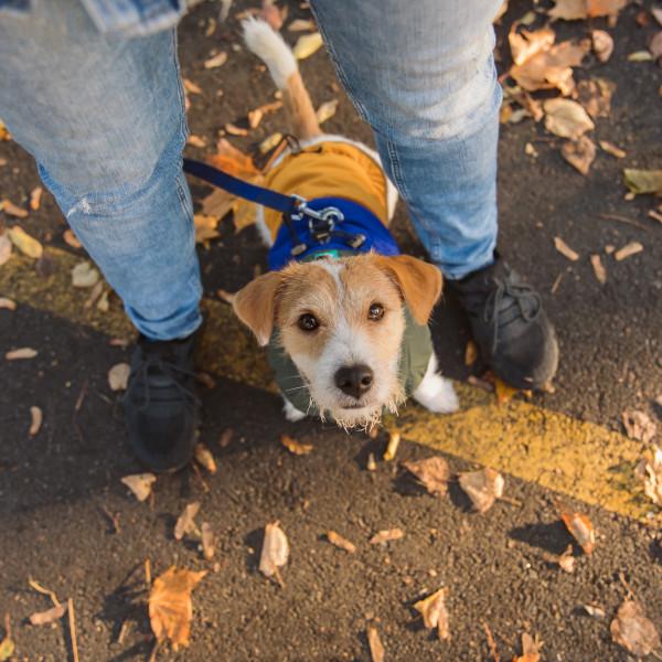 Junghundekurs, Basis 2, 11:15-12:15 Uhr