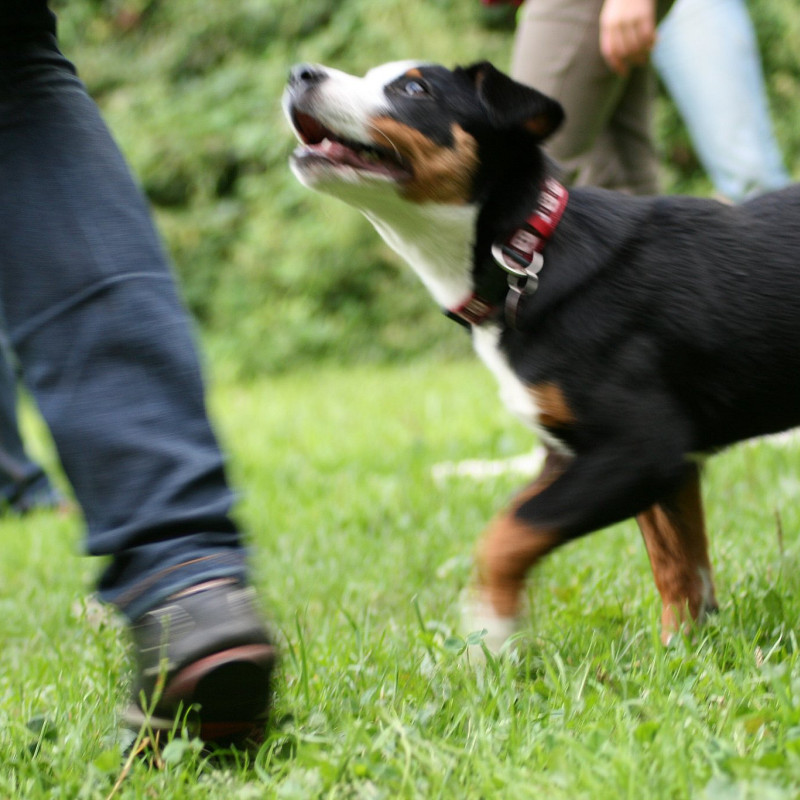 Sozialkontaktstunde für verträgliche Hunde