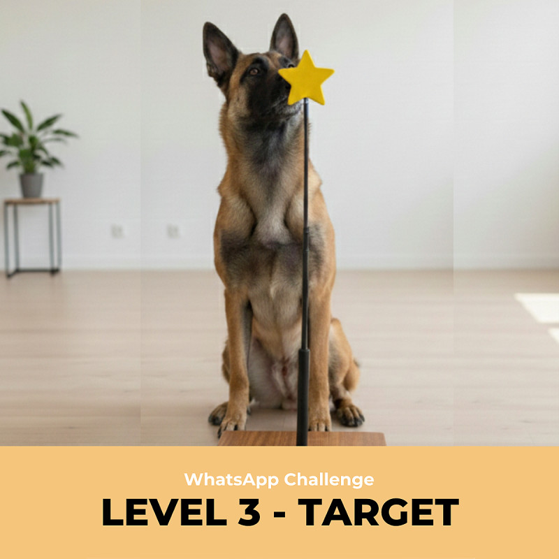 WhatsApp Challenge - Level 3 - Nasentarget (Woche 1-4)