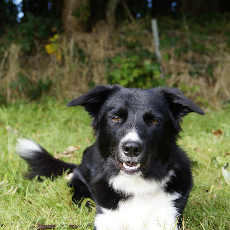 Vom Sturm und Drang zur Teamarbeit- Junghunde Kurs