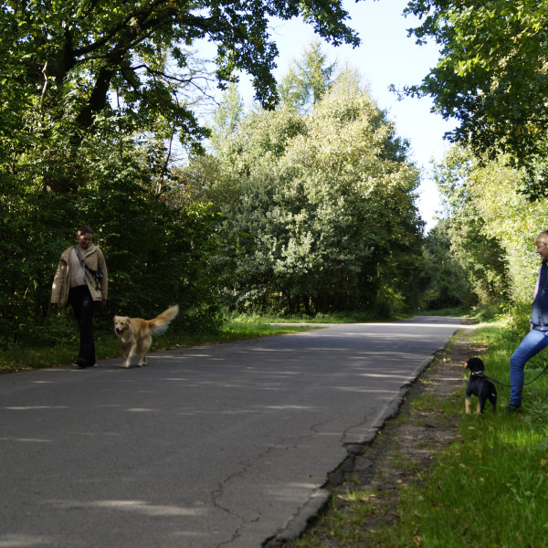 Social Walk- Gassi mit Gefühl