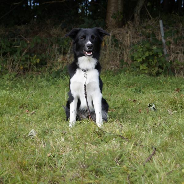 Vom Sturm und Drang zur Teamarbeit- Junghundekurs