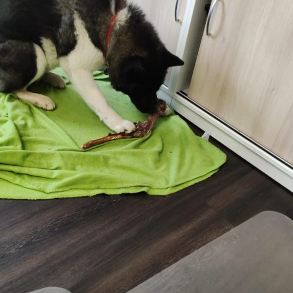 Futteraufnahme-Kontrolle