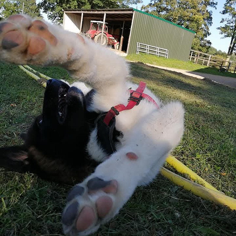 Auf in den Kindergarten-Welpenkurs