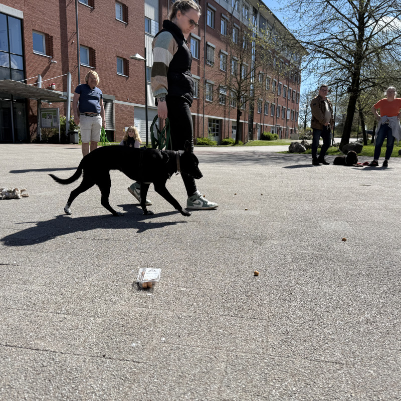 Leinenpöbler-Training