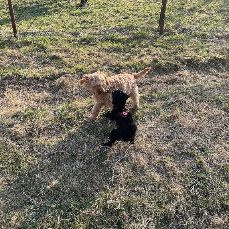 Hundebegegnung