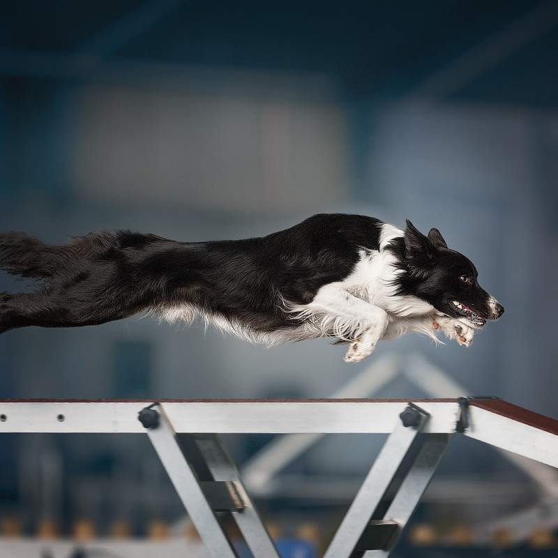 Agility Einzeltraining