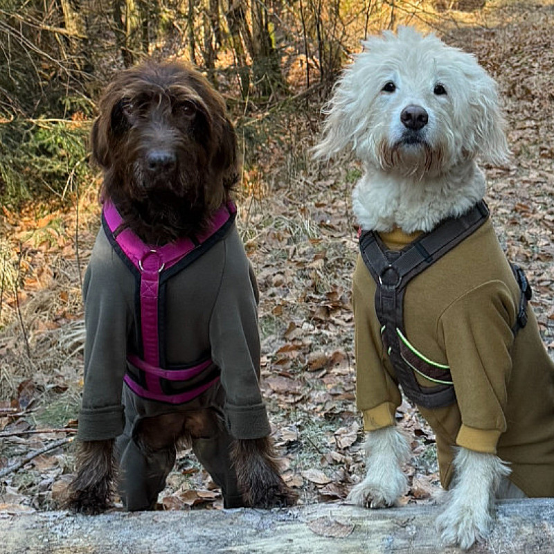 Bunte Hunde aktiv