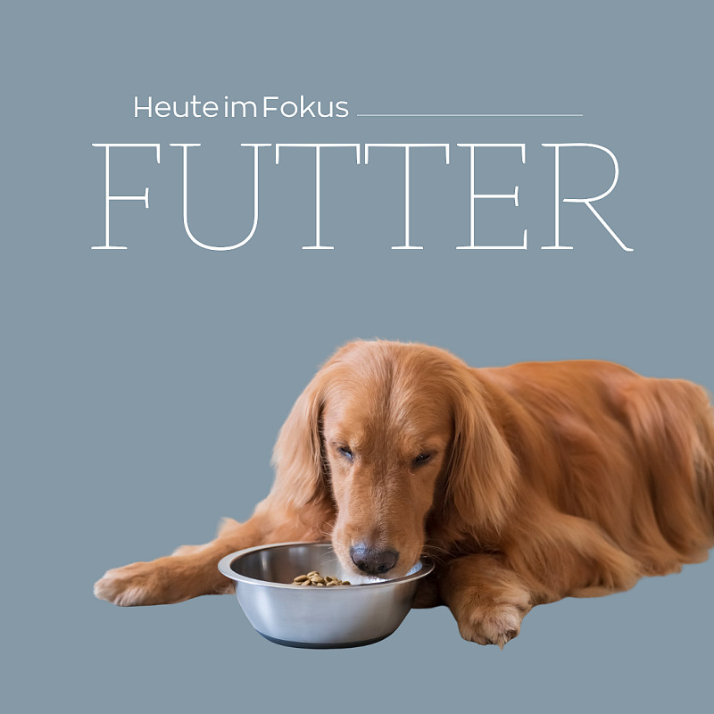 Hundeernährung und Hundefutter