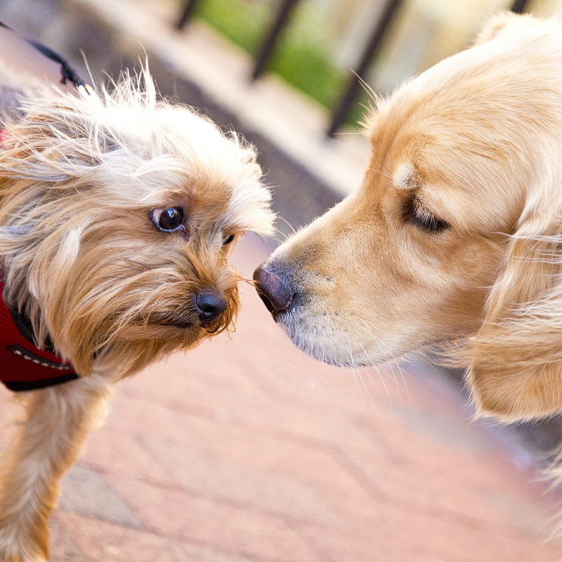 Begegnungen Meistern