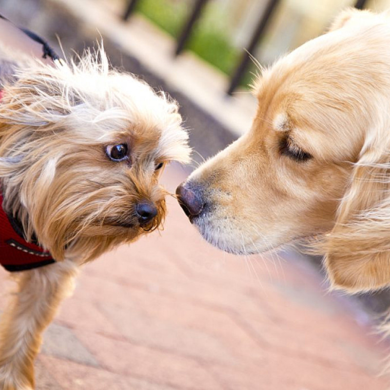 Dranbleiber - Begegnungen Meistern