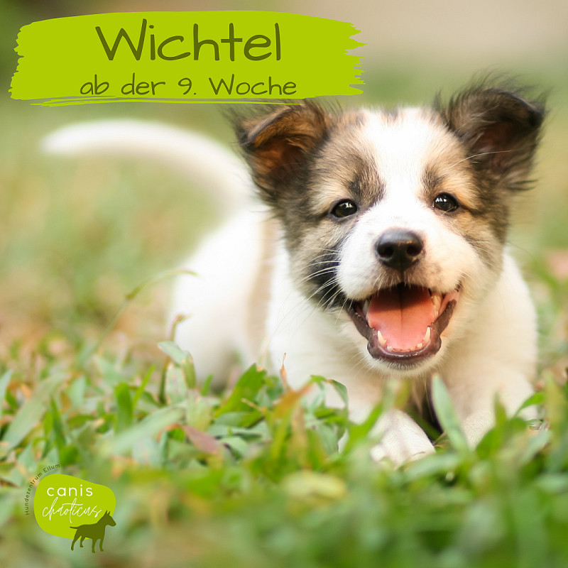 Wichtel