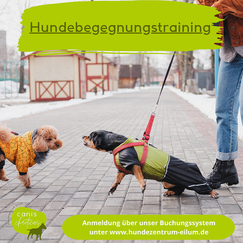 Hundebegegnungstraining