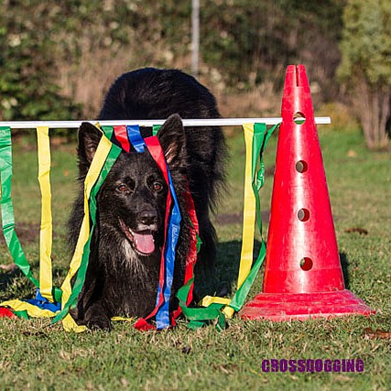 Crossdogging, Mittwoch 16.00 Uhr