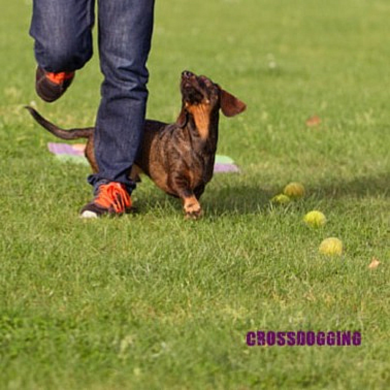 Crossdogging, Mittwoch 19.00 Uhr