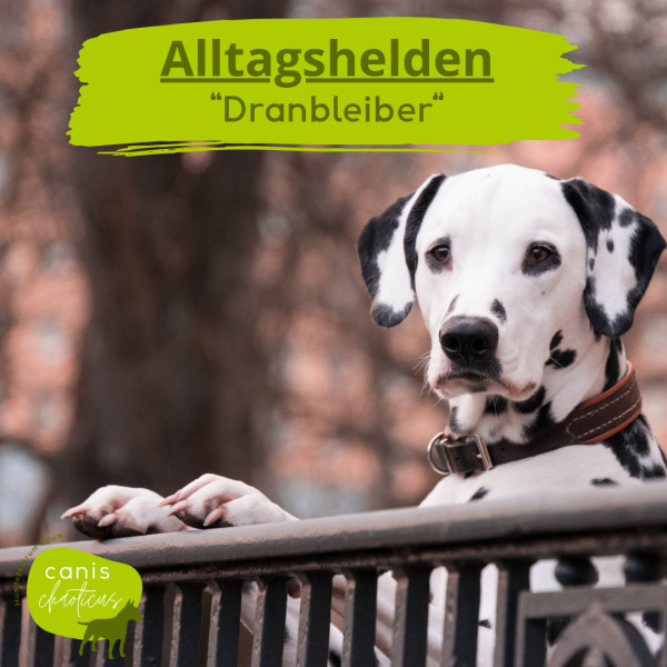 Alltagshelden "Dranbleiber"