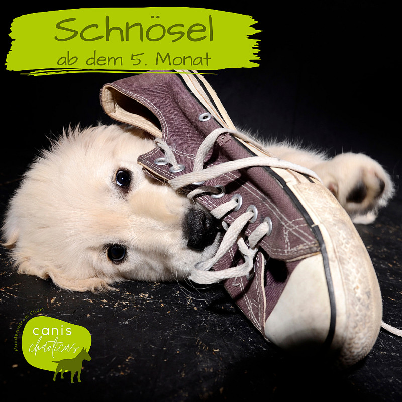 Schnösel