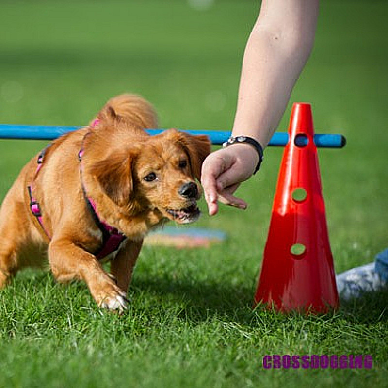 Crossdogging, Mittwoch 17.00 Uhr