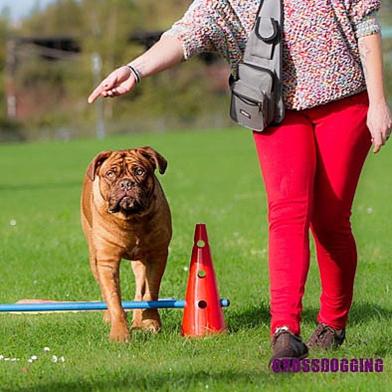 Crossdogging, Mittwoch 18.00 Uhr