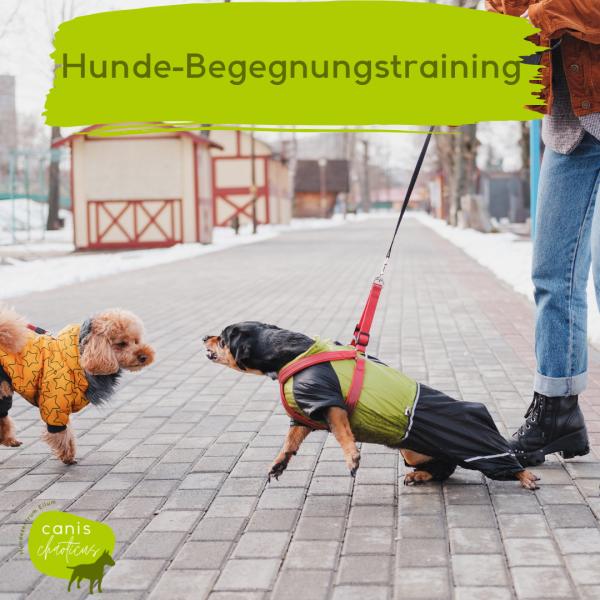 Hunde-Begegnungstraining