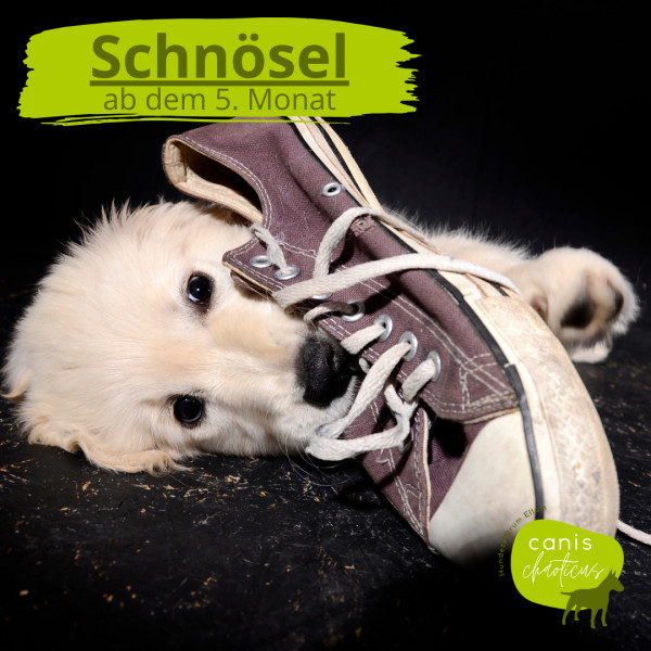 Schnösel