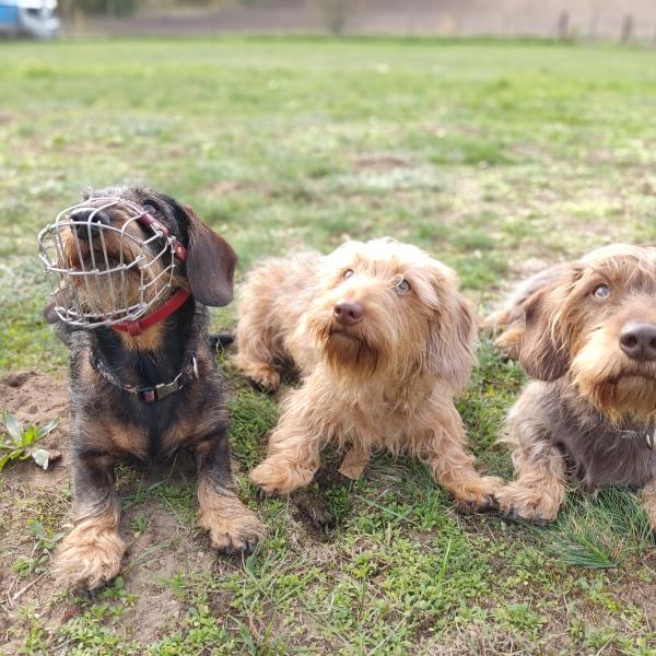 Hundegespräche Minis