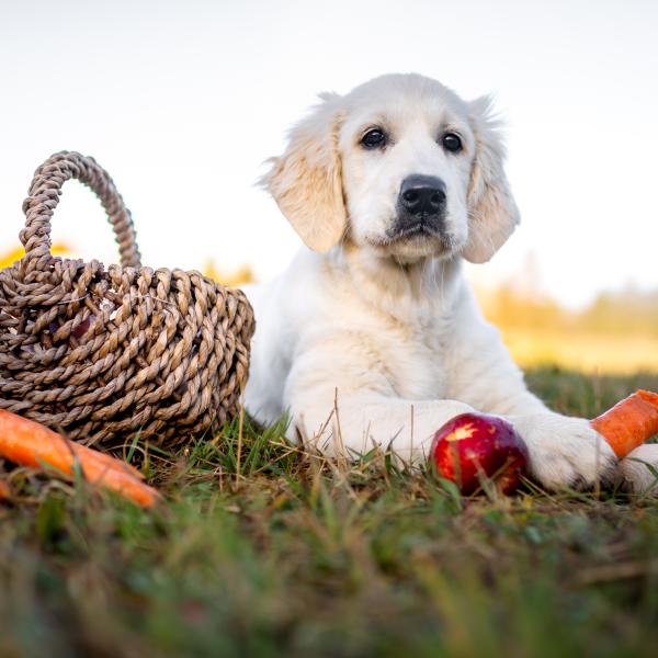 „Gesund füttern – Orientierung im Futterchaos & bei Allergien“