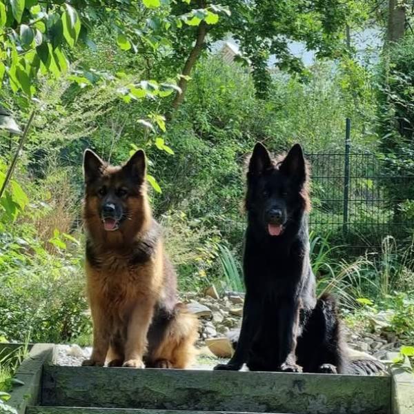 Sicher durch Hundebegegnungen