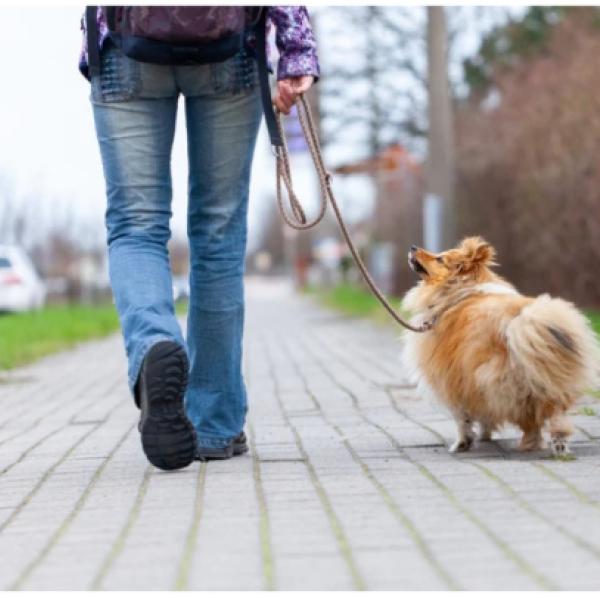 Hundebegegnungen 2.0