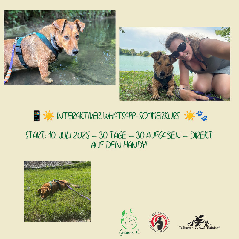 Interaktiver Sommer Whats-App- Kurs