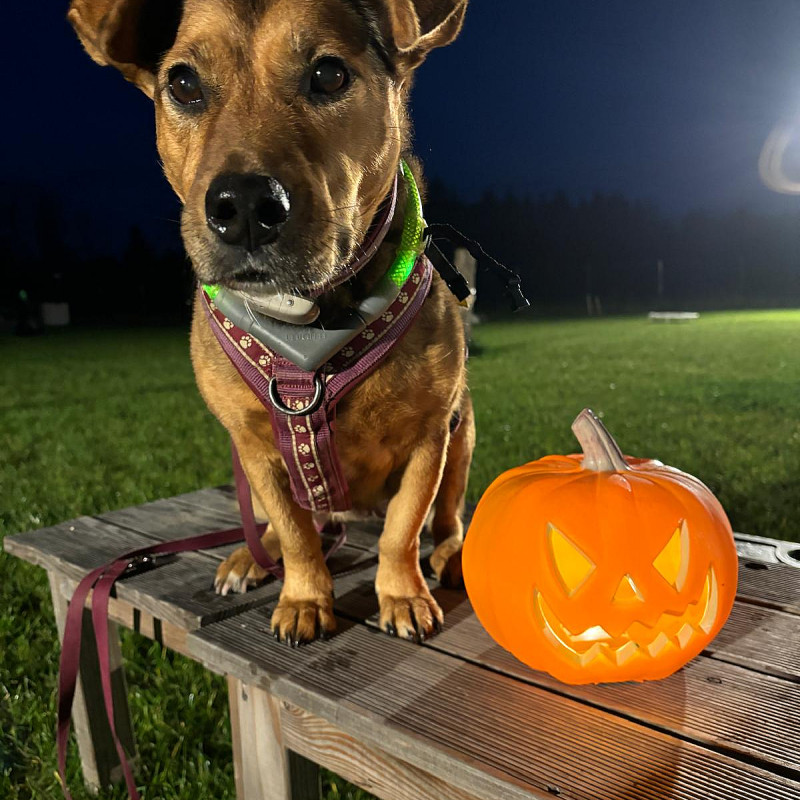 Halloween - Krimi-Special