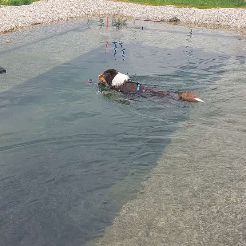 Hundeschwimmen Einzeltermine 30min