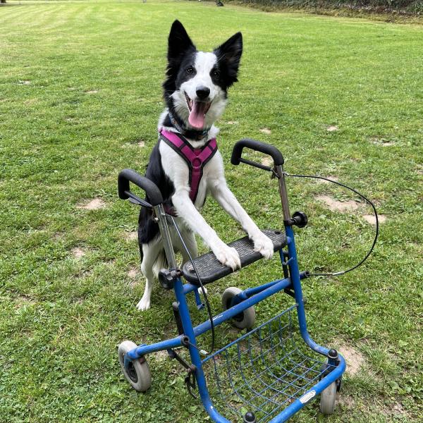 Trick Zertifikat GOLD