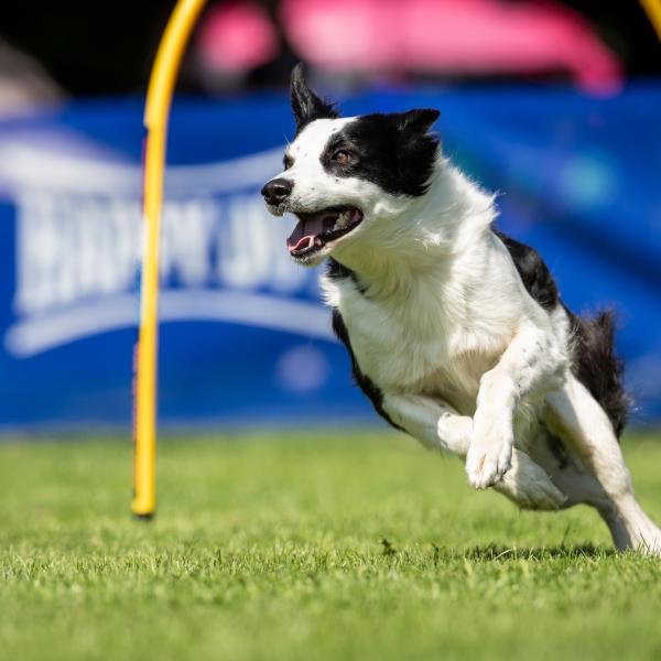 Hoopers Intensivtraining Februar