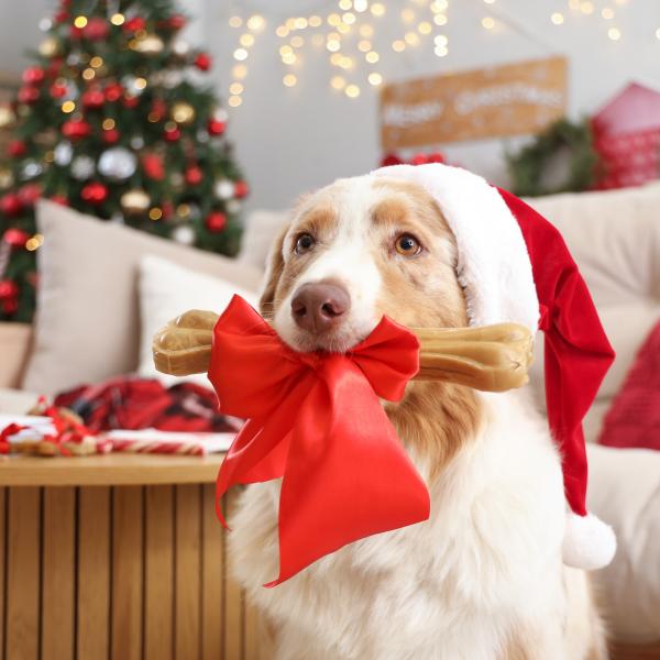 ALL in ONE Adventsfeier mit Hunderallye