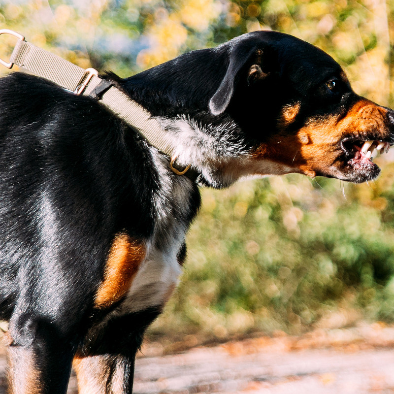 Vorbereitungskurs Hundeführerschein/Wesenstest