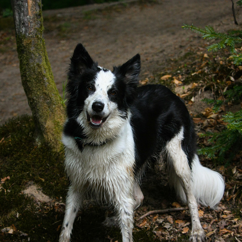 Partydogs – Wenn Energie auf Impulskontrolle trifft