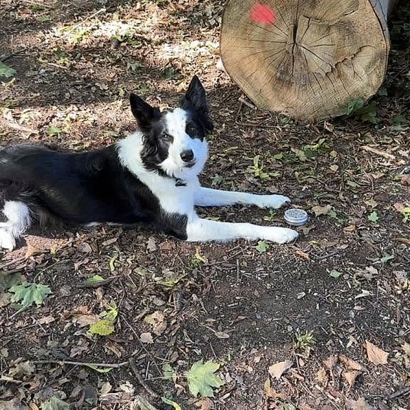 Nasenarbeit – Beschäftigung mit Köpfchen und Nase 🐶👃